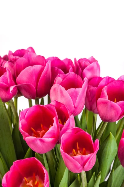 Bando de tulipas em um branco — Fotografia de Stock