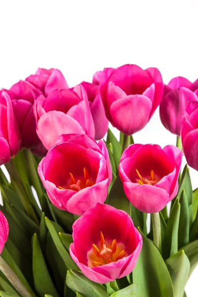 Bunch of tulips on a white — Stock Photo, Image