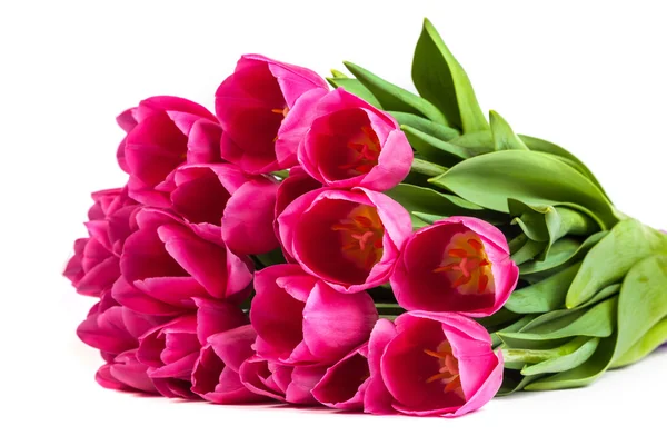 Bando de tulipas em um branco — Fotografia de Stock