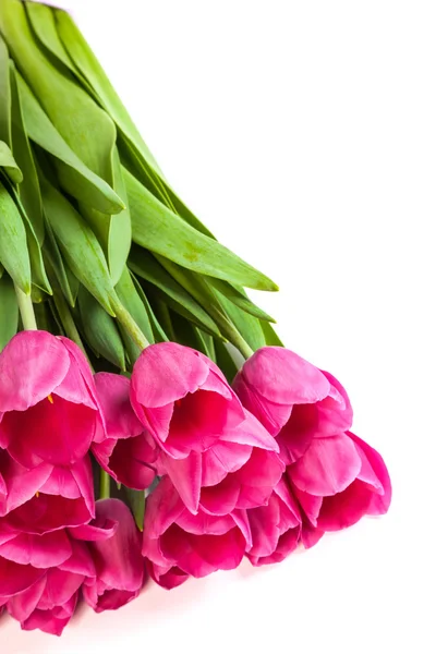 Mazzo di tulipani su un bianco — Foto Stock