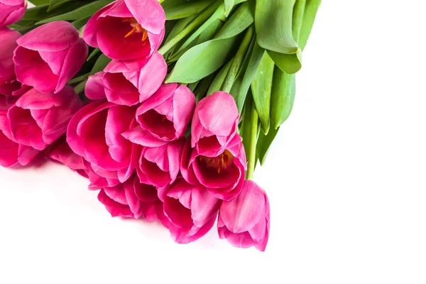 Bando de tulipas em um branco — Fotografia de Stock