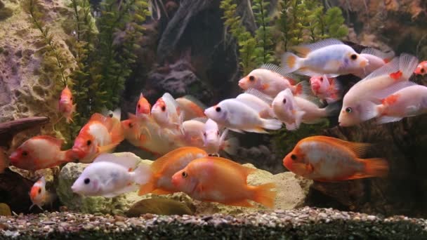 Ttropical freshwater aquarium with fishes — Stock Video