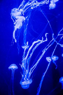 Beautiful jellyfish moving slowly in aquarium in Dubai clipart