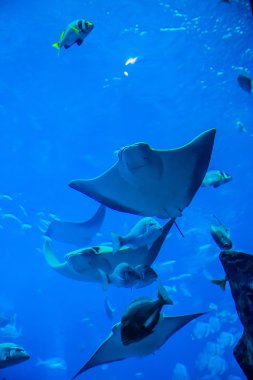 Vatoz balığı. coral reef akvaryum tropikal balık