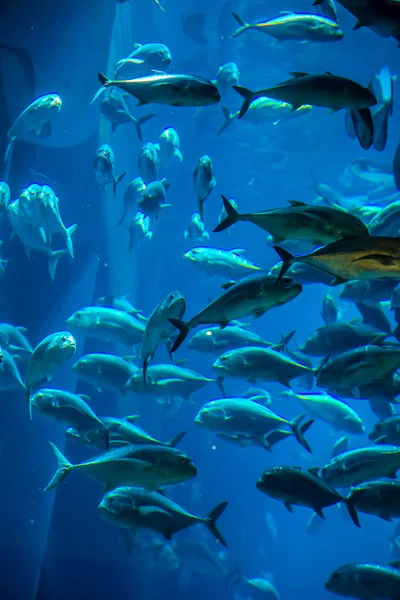 Aquarium tropical fish on a coral reef — Stock Photo, Image