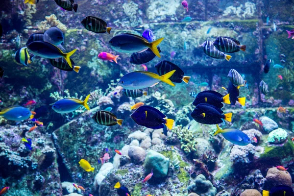 Aquarium tropische vissen op een koraal rif — Stockfoto