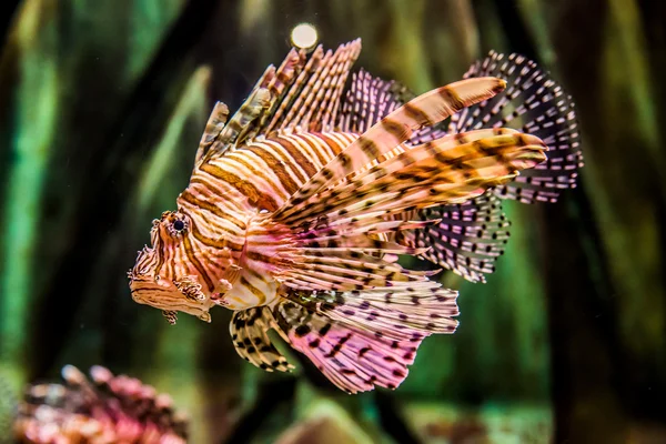 Vista da vicino di un pesce leone rosso velenoso — Foto Stock