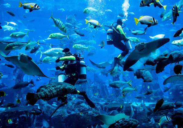 Um enorme aquário no Dubai. Mergulhador peixes de alimentação . — Fotografia de Stock