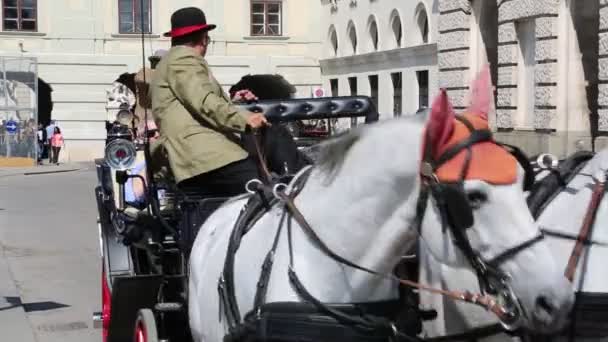 Traditionelle Pferdekutsche in Wien, Österreich — Stockvideo
