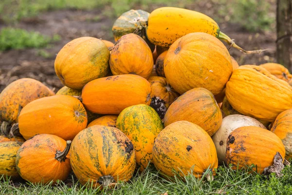 Pumpkins in pumpkin patch waiting to be sold — Stock Photo, Image