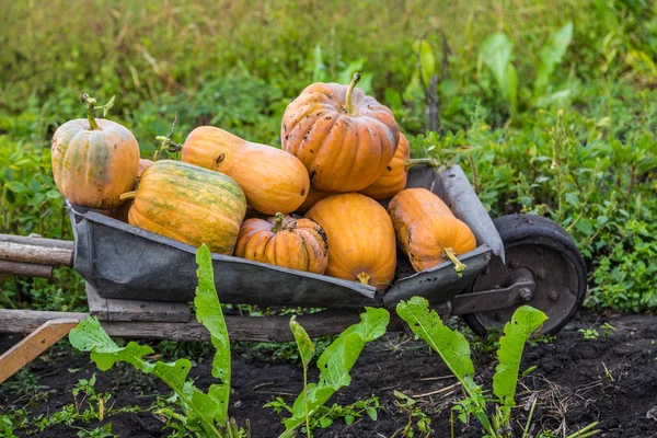 Pumpkins on a wheelbarrow. — Stock Photo, Image