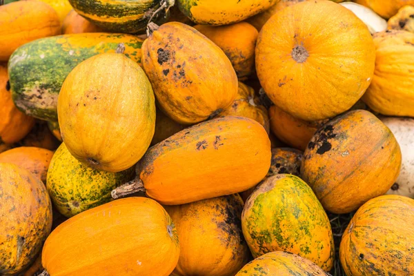Pumpkins in pumpkin patch waiting to be sold — Stock Photo, Image