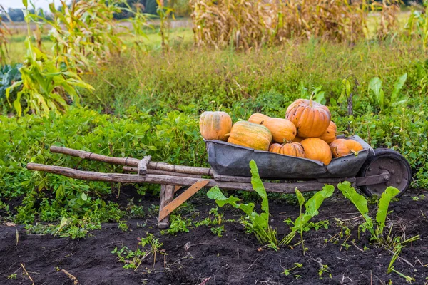 Pumpkins on a wheelbarrow. — Stock Photo, Image