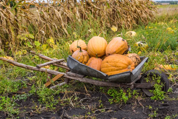 Pumpkins on a wheelbarrow. — Stock Photo, Image