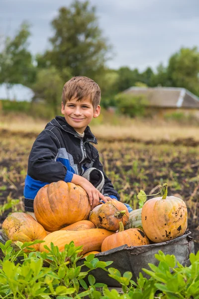 Cute boy with a wheelbarrow full of pumpkin — Stock Photo, Image