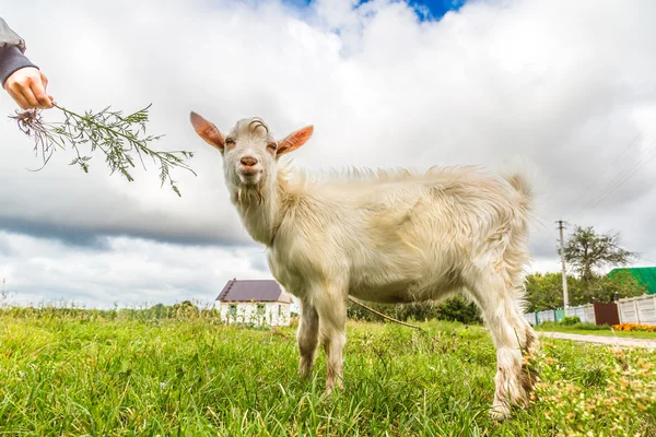 Portrait of a funny goat looking to a camera over blue sky backg — Stock Photo, Image