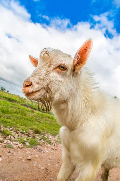 Portrait of a funny goat looking to a camera over blue sky backg — Stock Photo, Image