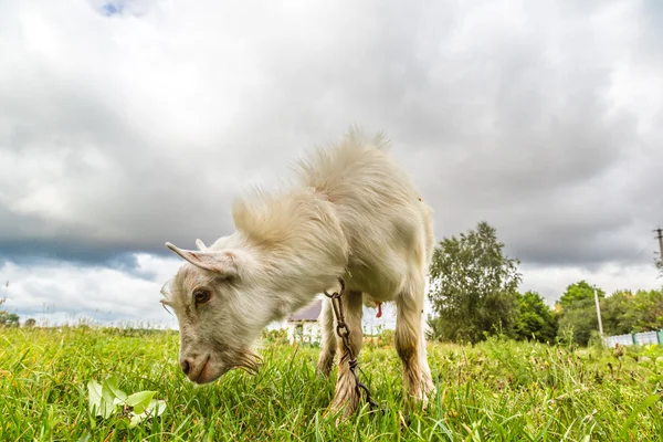 Portrait of a funny goat looking to a camera over blue sky backg — Stock Photo, Image