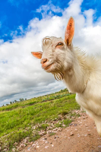 Portrait of a funny goat looking to a camera over blue sky backg — Stock Photo, Image