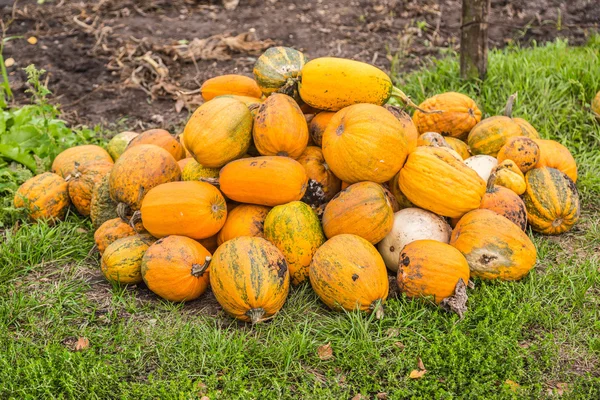 Pumpkins in pumpkin patch waiting to be sold — Stock Photo, Image