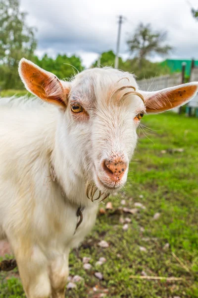 Portrait of a funny goat looking to a camera over blue sky backg — Stock Photo, Image