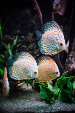 symphysodon discus spieces tropikal balık akvaryum