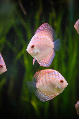 symphysodon discus spieces tropikal balık akvaryum