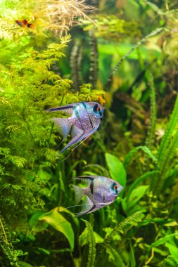 tatlı su akvaryum balık pterophyllum scalare ile