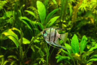 tatlı su akvaryum balık pterophyllum scalare ile