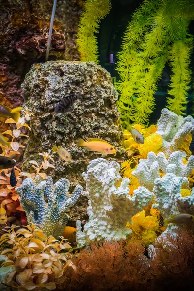 Ttropical zoetwateraquarium met vissen — Stockfoto