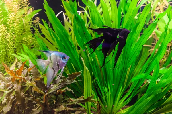 Ferskvandsakvarium med fisk pterophyllum scalare - Stock-foto