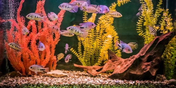 Aquário tropical de água doce com peixes — Fotografia de Stock