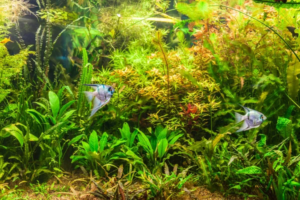 Freshwater aquarium with fish pterophyllum scalare — Stock Photo, Image