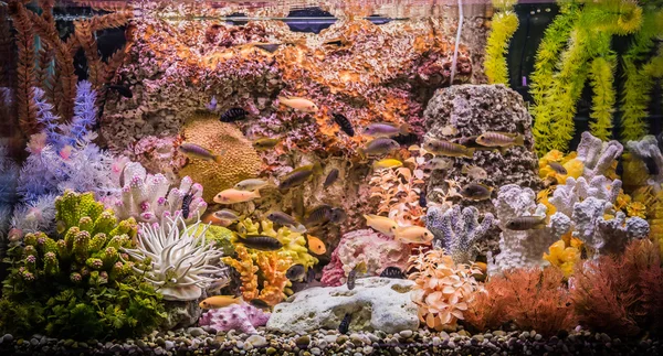 Aquarium für Süßwasser mit Fischen — Stockfoto