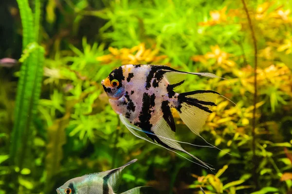 Freshwater aquarium with fish pterophyllum scalare — Stock Photo, Image