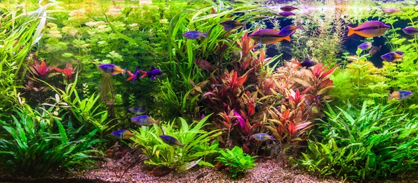 Aquarium für Süßwasser mit Fischen lizenzfreie Stockbilder