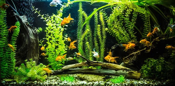 Aquarium für Süßwasser mit Fischen — Stockfoto