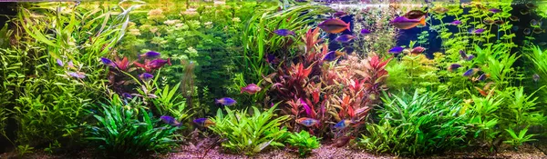 Ttropical sötvatten akvarium med fiskar — Stockfoto