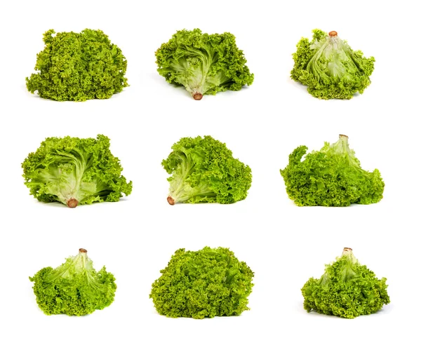 Set of Fresh Green Lettuce isolated on white — Stock Photo, Image