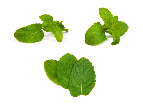 Set of mint leaves on white background — Stock Photo, Image