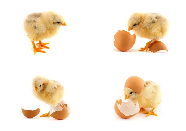 Žluté malé holky s vejcem — Stock fotografie