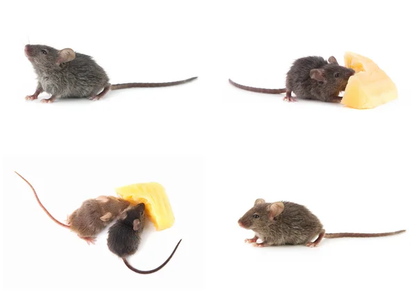 Mouse and cheese on white — Stock Photo, Image