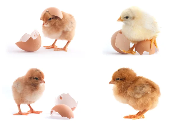Yellow small chicks with egg — Stock Photo, Image