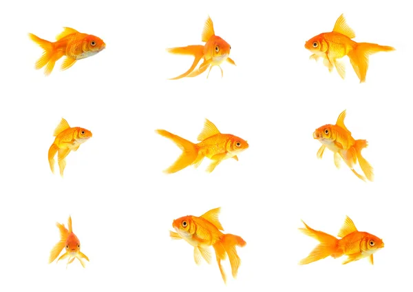 Set of gold fishes — Stock Photo, Image