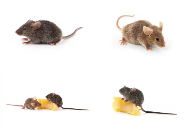 Uppsättning av möss, mus och ost på vit — Stockfoto