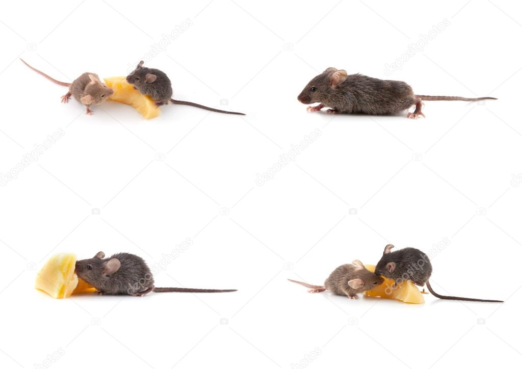 Mouse and cheese on white