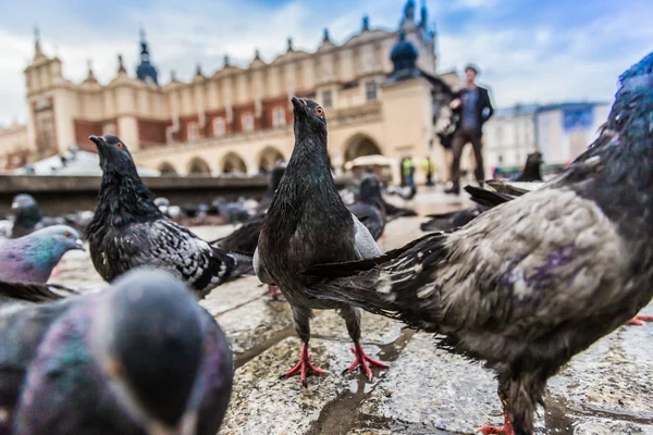 Muchas palomas en la vieja ciudad de Cracovia . — Foto de Stock