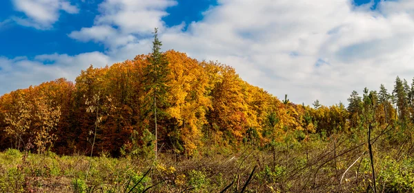 Панорама осеннего леса — стоковое фото