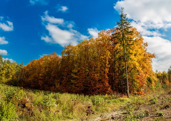 Herbstliches Waldpanorama — Stockfoto