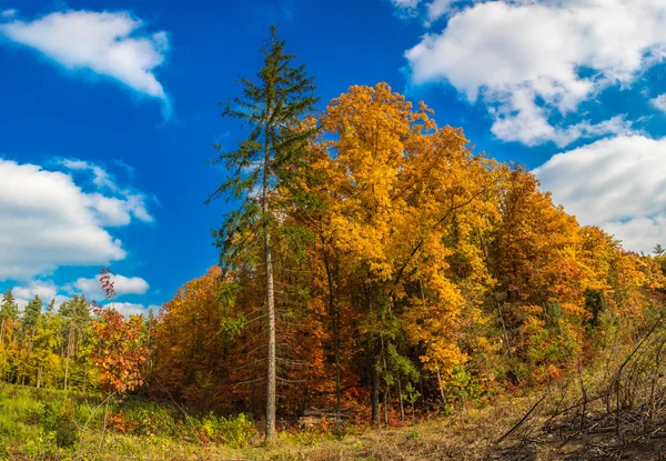 Herbstliches Waldpanorama — Stockfoto